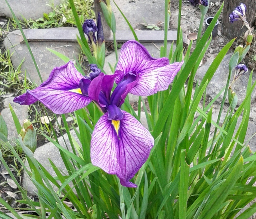 ｢ｱﾔﾒ｣花