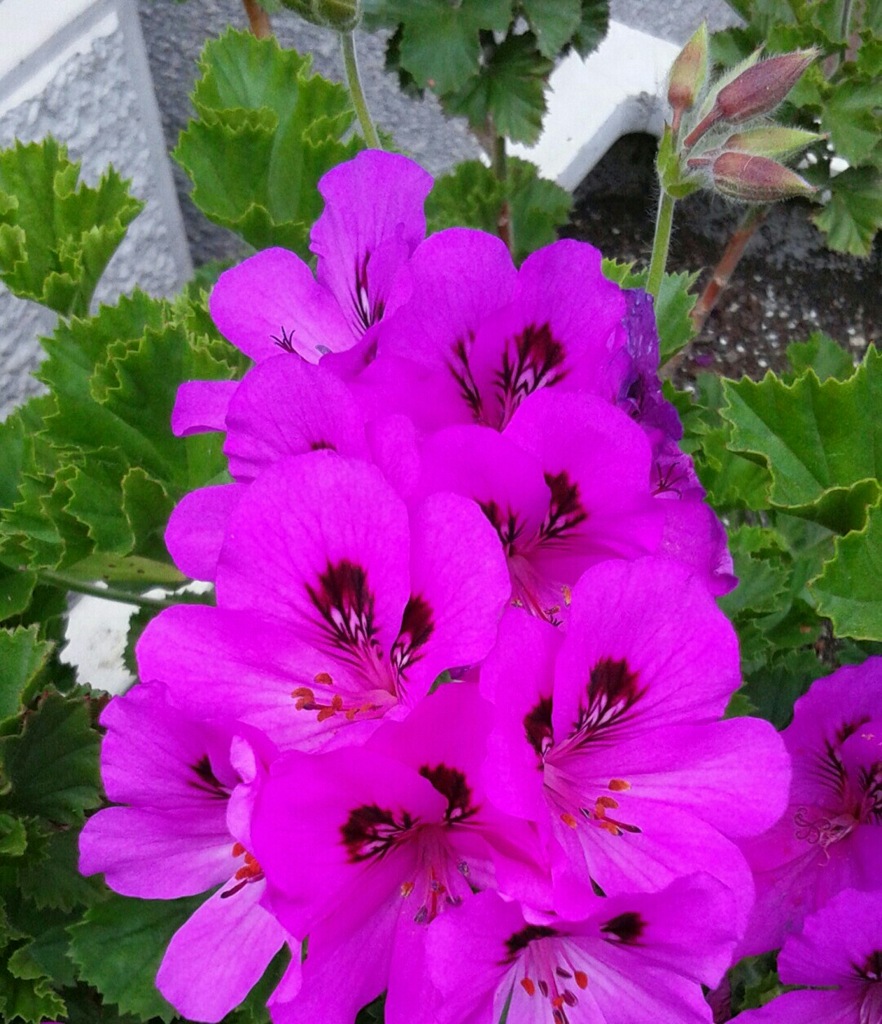 ｢ｾﾞﾗﾆｭｰﾑ｣花