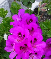 ｢ｾﾞﾗﾆｭｰﾑ｣花