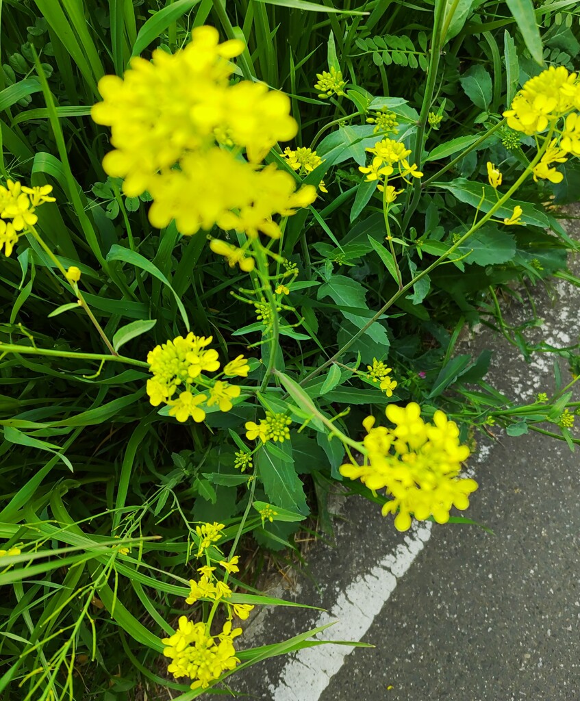 ｢ｱﾌﾞﾗﾅ｣花