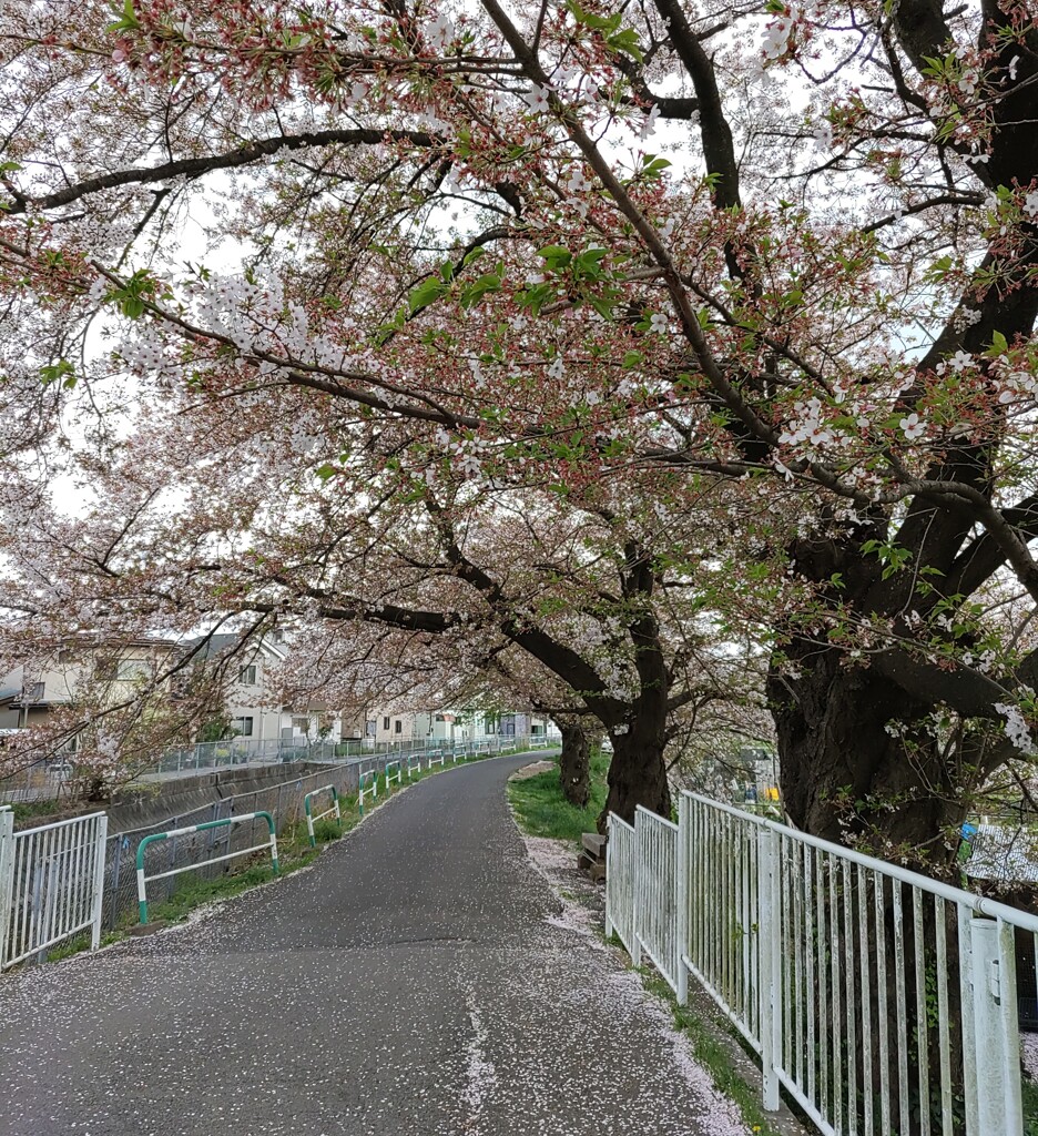 [径]遊歩道