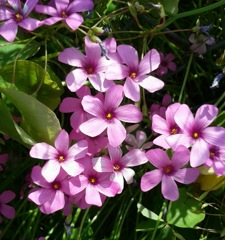 ｢ｾｲﾖｳｶﾀﾊﾞﾐ｣花
