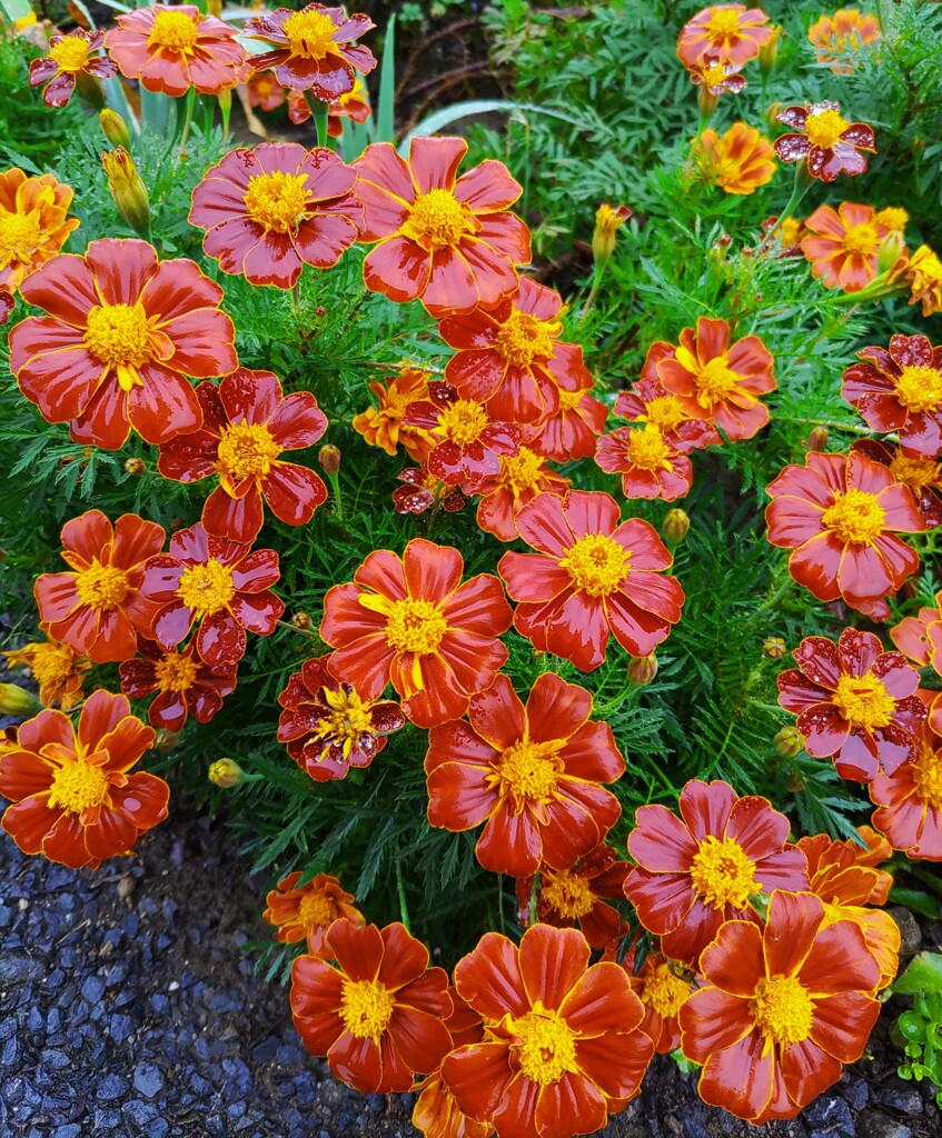 ｢ﾏﾘｰｺﾞｰﾙﾄﾞ｣