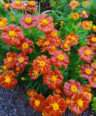 ｢ﾏﾘｰｺﾞｰﾙﾄﾞ｣