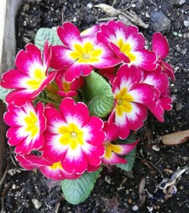｢ﾌﾟﾘﾑﾗ｣花