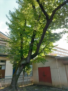 『木』