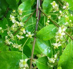 ｢ﾆｼｷｷﾞ｣花