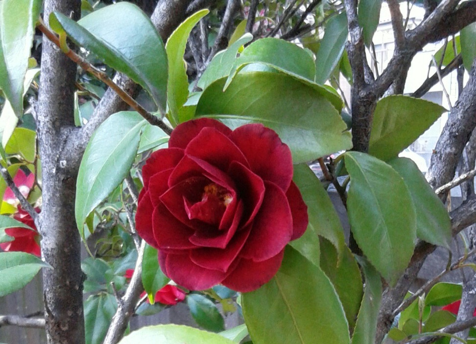 ｢ﾂﾊﾞｷ｣花