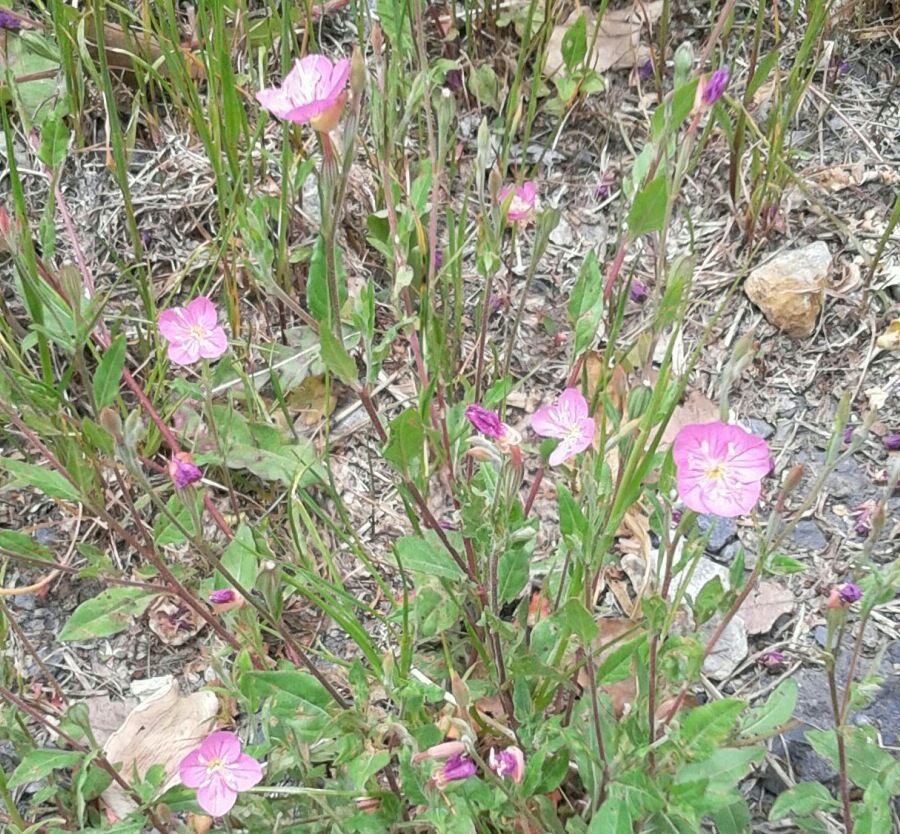 ｢ﾕｳｹﾞｼｮｳ｣花
