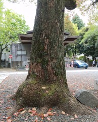 「木」