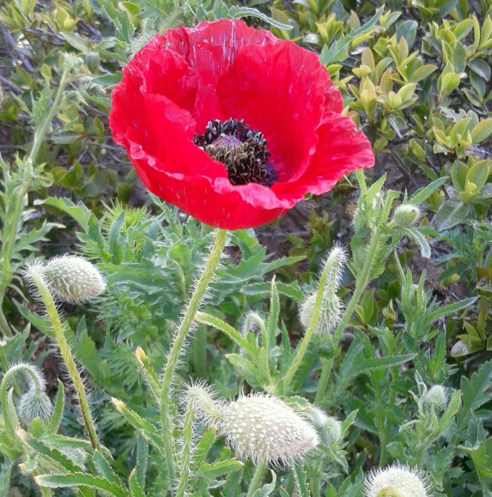 ｢ﾎﾟﾋﾟｰ｣花