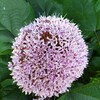 ｢ﾎﾞﾀﾝｸｻｷﾞ｣花