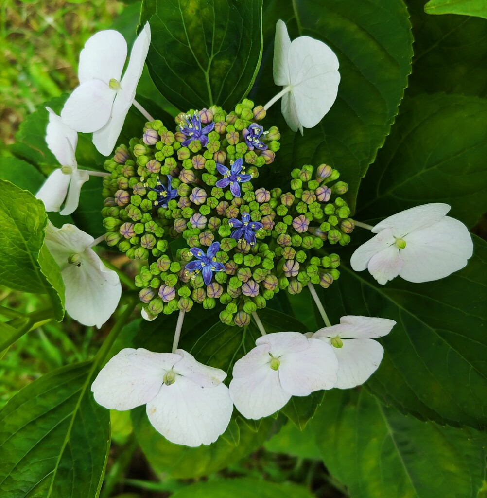 ｢ｶﾞｸｱｼﾞｻｲ｣蕾･花