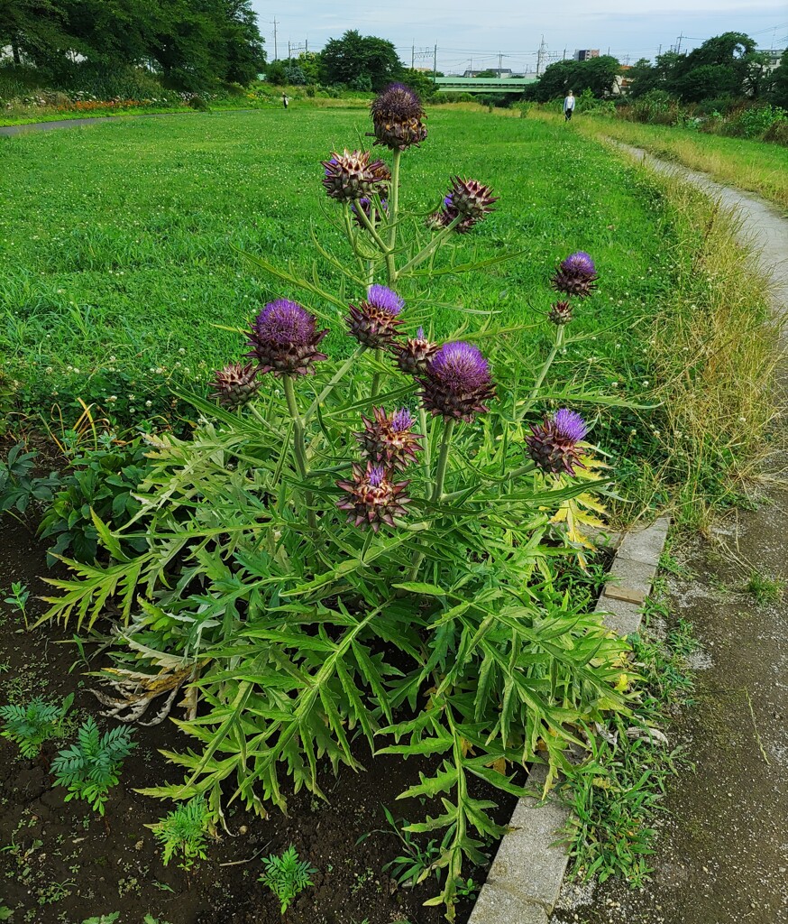 ｢ｱｰﾃｨﾁｮ-ｸ｣花