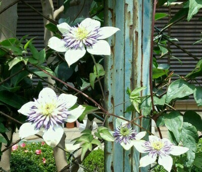 ｢ｸﾚﾏﾁｽ｣花