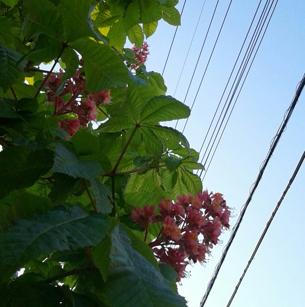 ｢ﾄﾁﾉｷ｣花