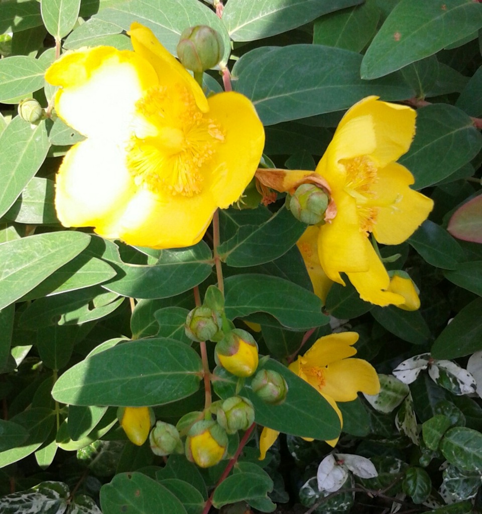 ｢ｷﾝｼﾊﾞｲ｣花