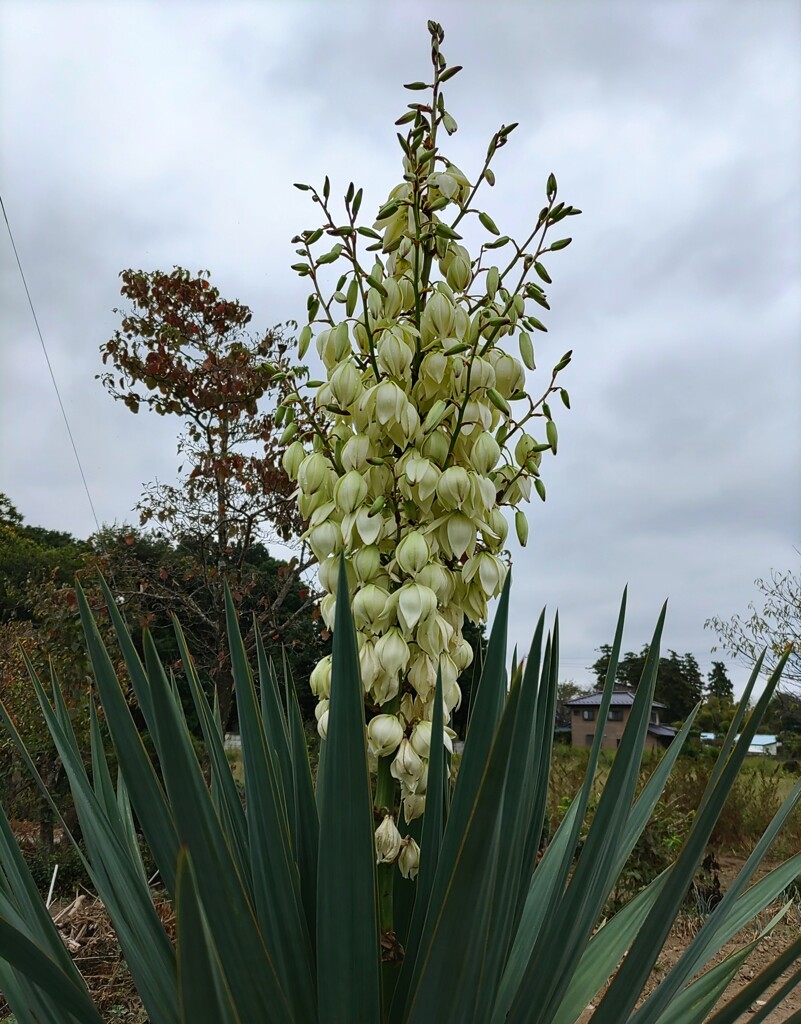 ｢ﾕｯｶﾗﾝ｣