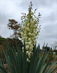 ｢ﾕｯｶﾗﾝ｣