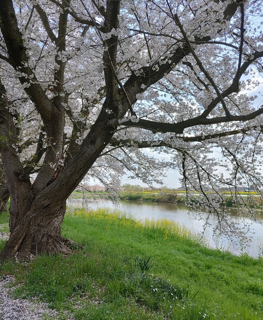 『河川』