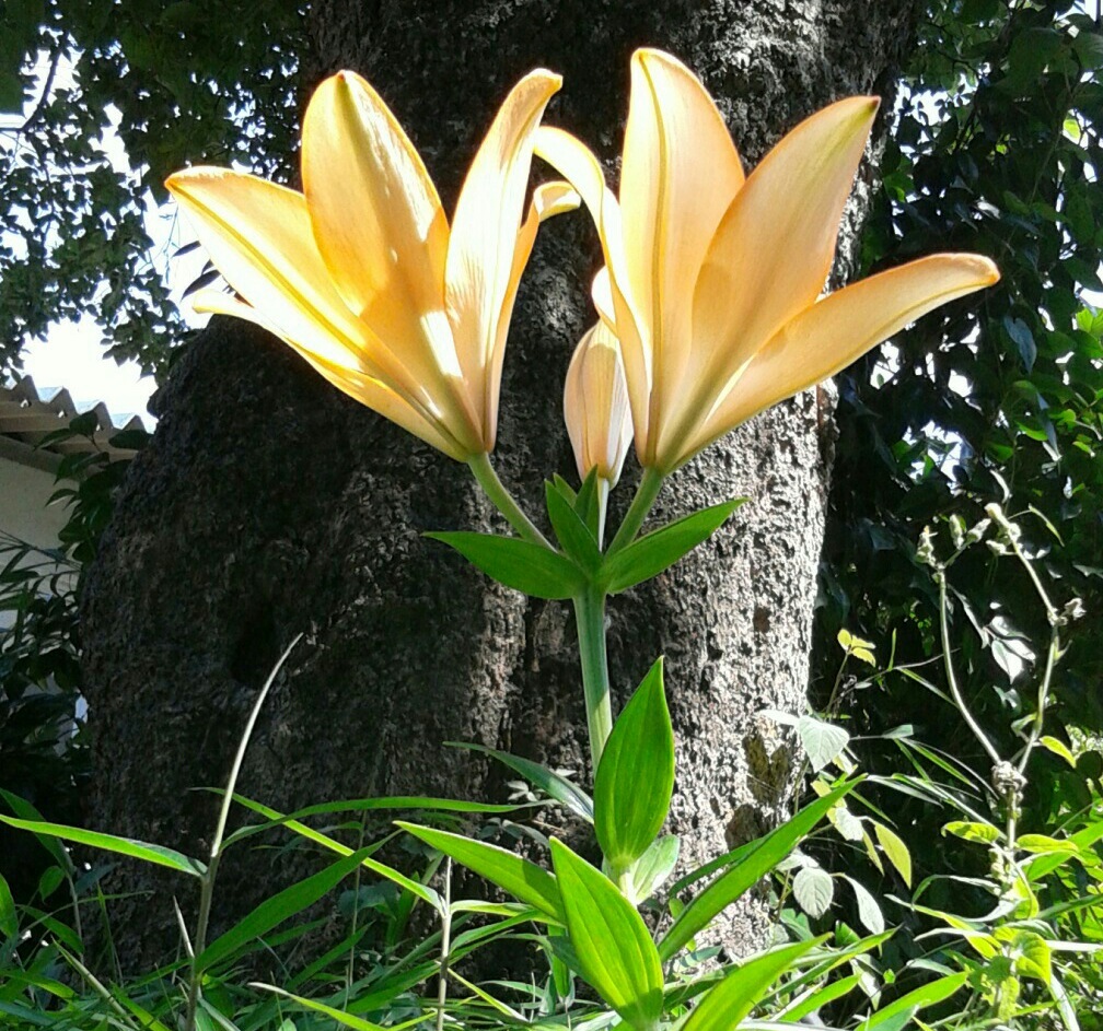 ｢ﾕﾘ｣花