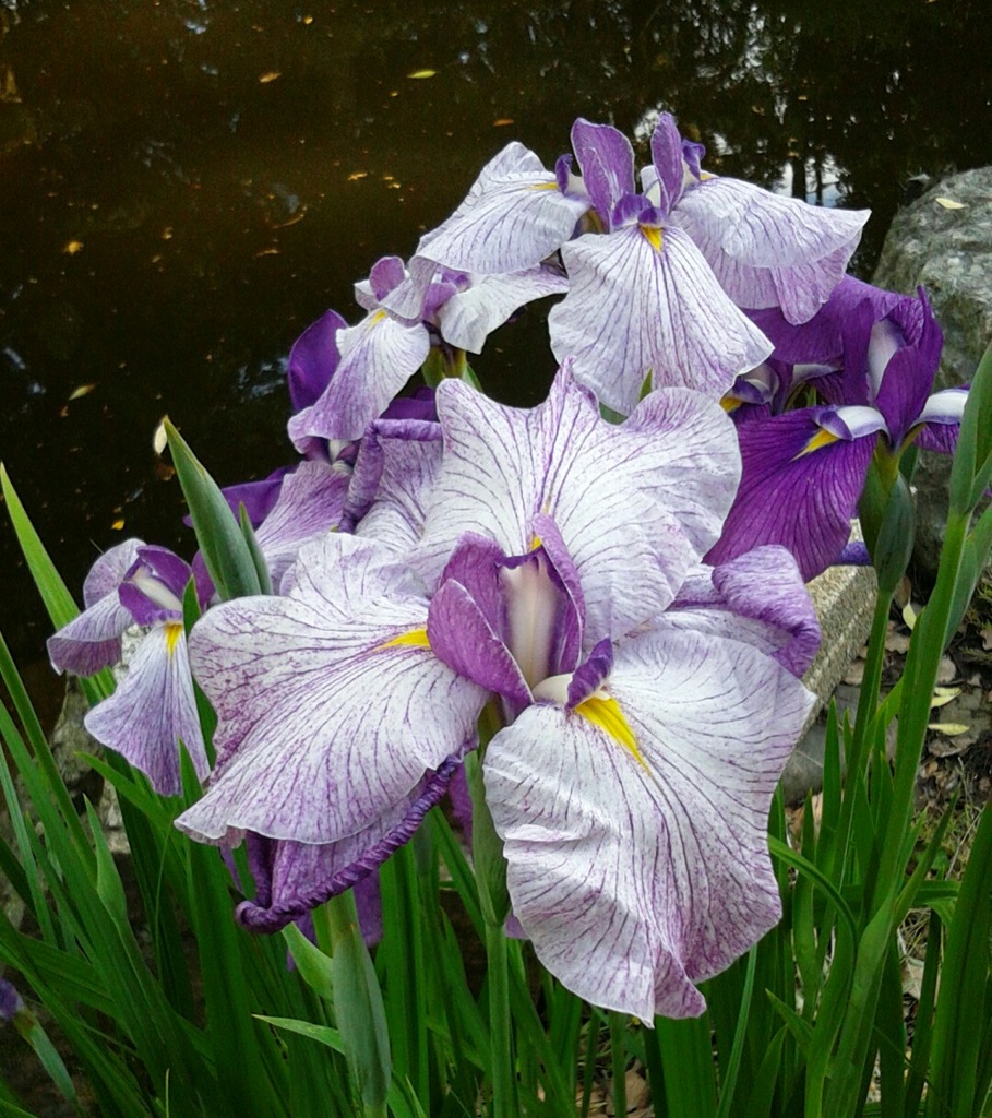 ｢ﾊﾅｼｮｳﾌﾞ｣花