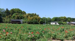 ｢ﾎﾟﾋﾟｰ｣