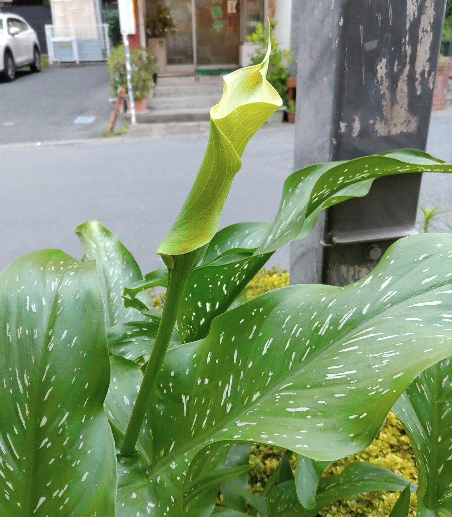 ｢ｶﾗｰ｣