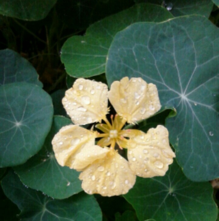 ｢ﾉｳｾﾞﾝﾊﾚﾝ｣花