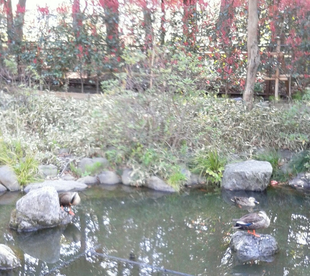 ｢ｶﾓ｣