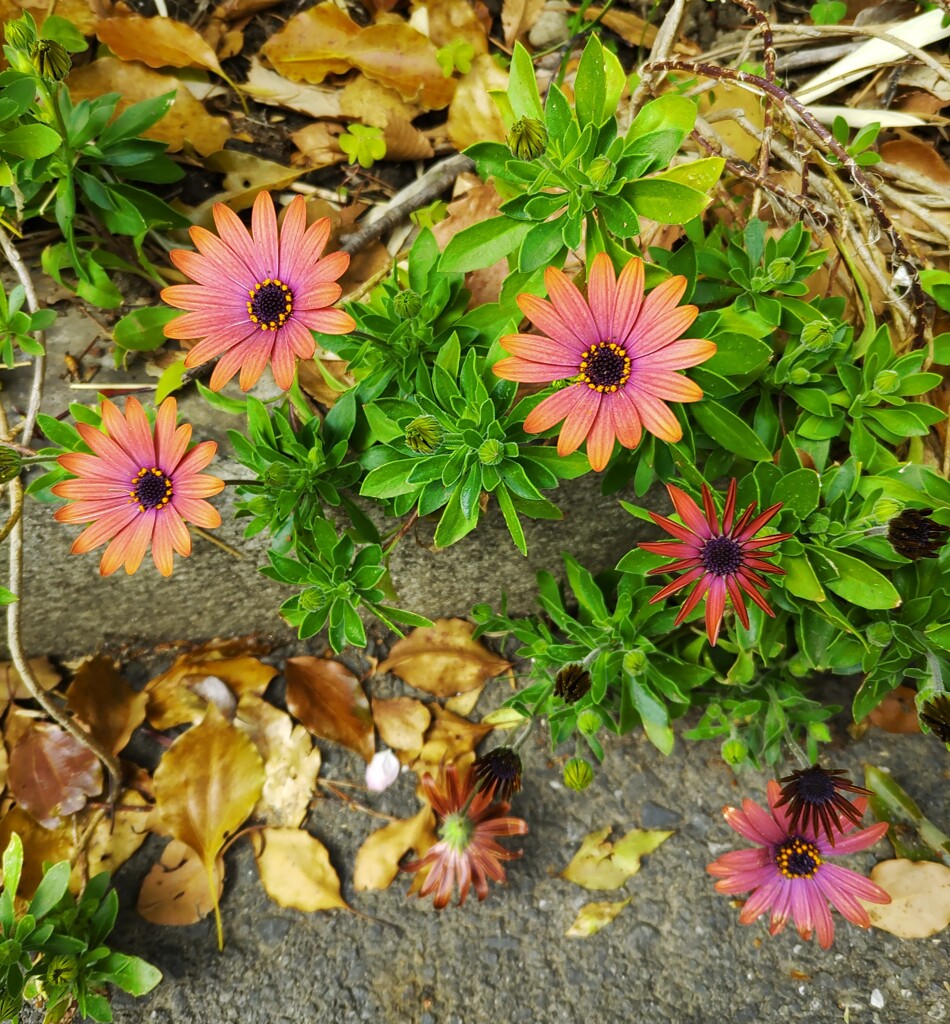 ｢ｵｽﾃｵｽﾍﾟﾙﾏﾑ｣花