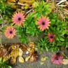 ｢ｵｽﾃｵｽﾍﾟﾙﾏﾑ｣花