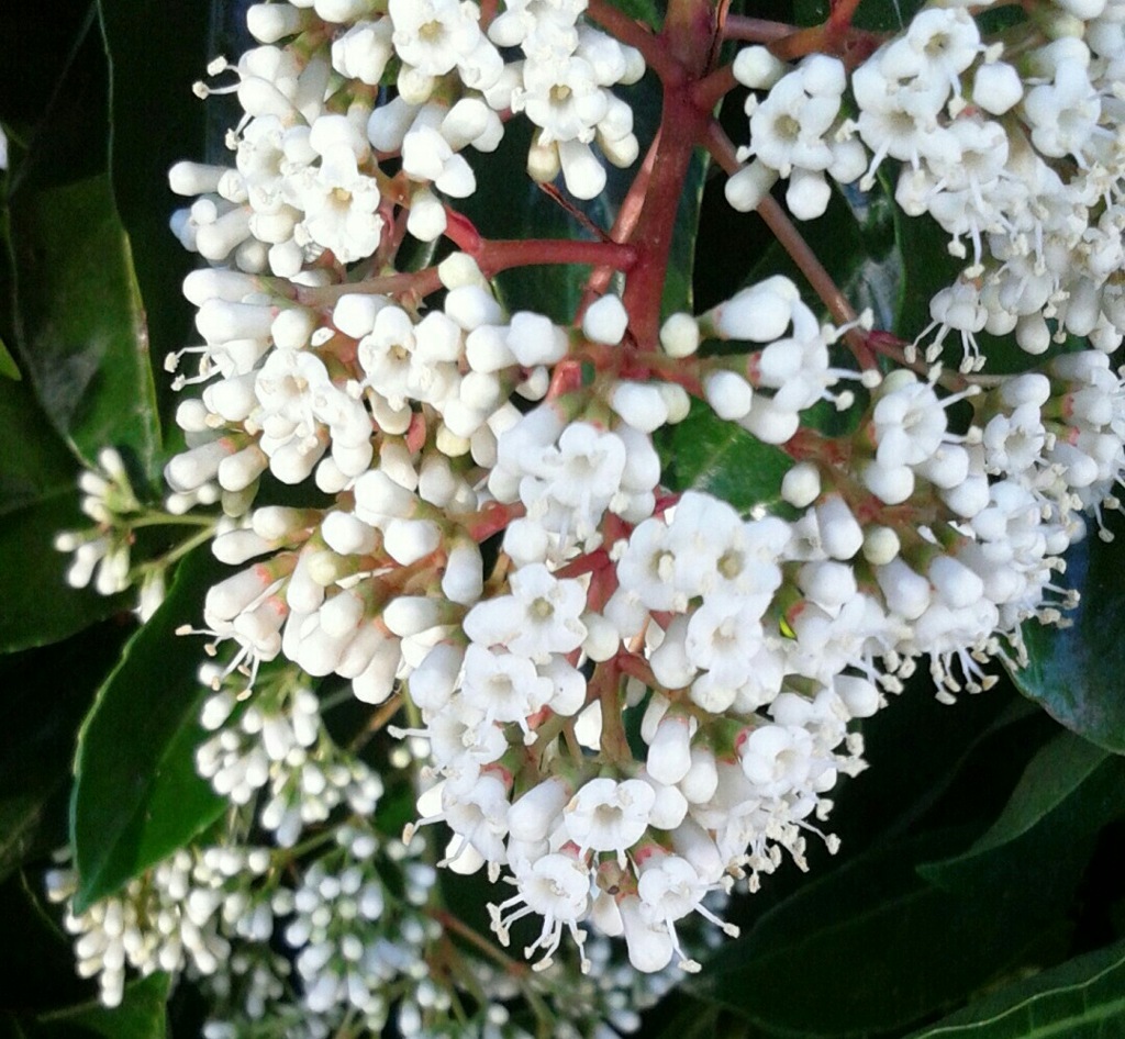 ｢ｻﾝｺﾞｼﾞｭ｣花