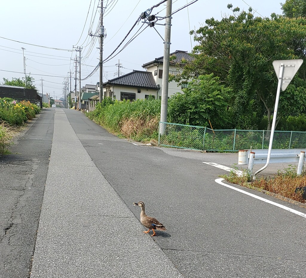 ｢ｶﾓ｣