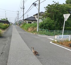 ｢ｶﾓ｣