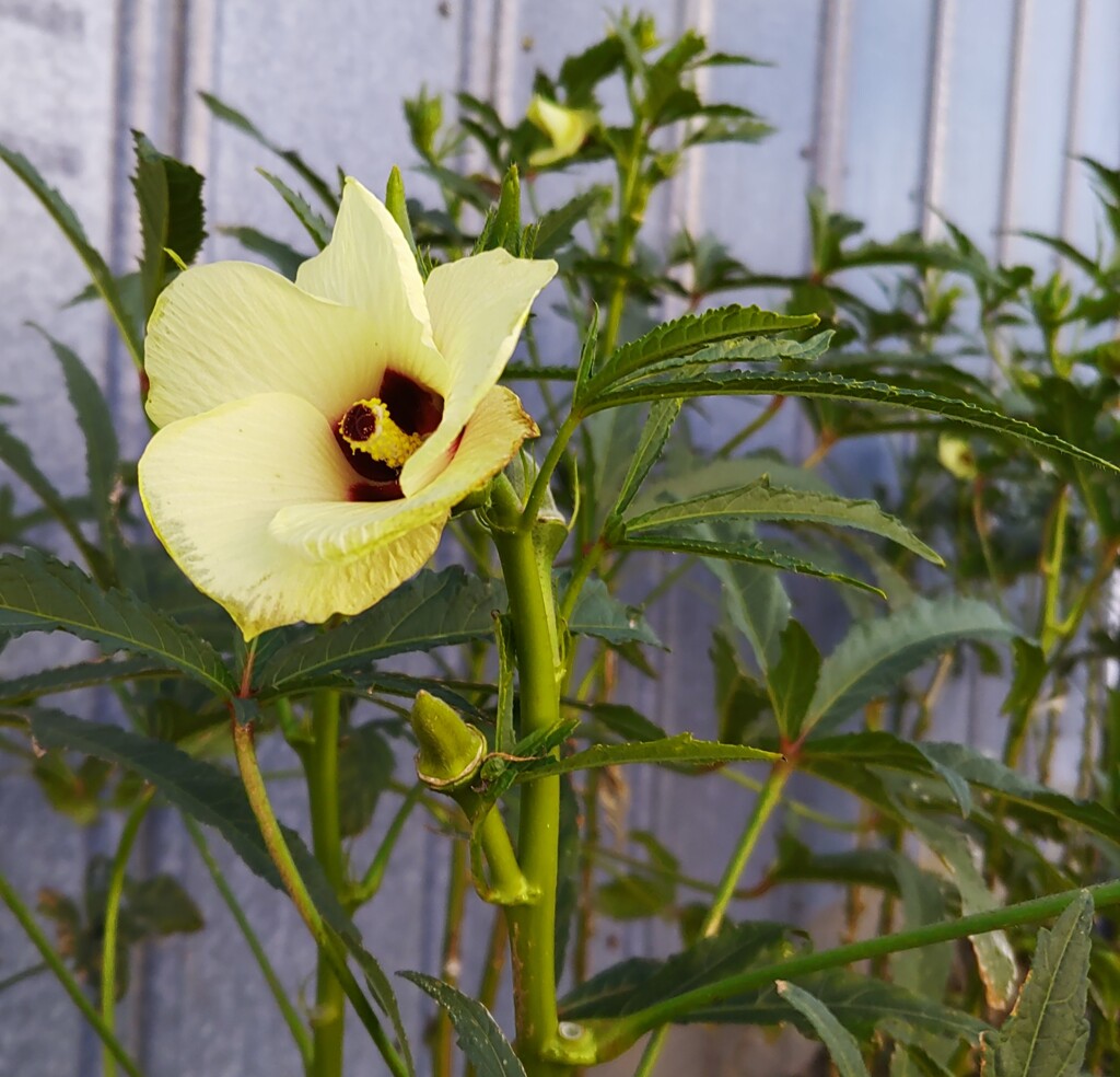 ｢ｵｸﾗ｣花