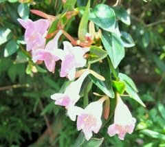 ｢ｱﾍﾞﾘｱ｣花