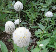 ｢ｾﾝﾆﾁｺｳ｣花