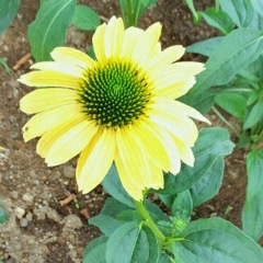 ｢ｴｷﾅｾｱ｣花