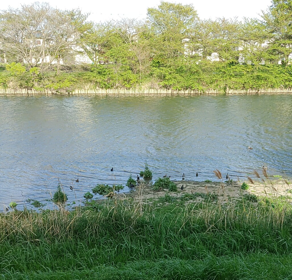 「鳥類」