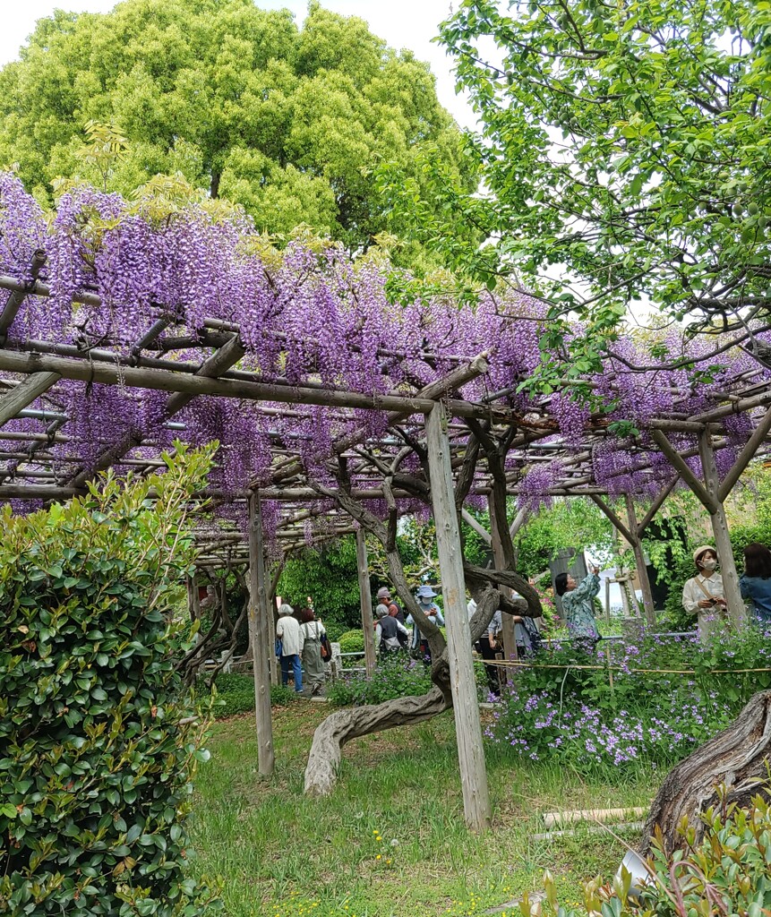 ｢ﾌｼﾞ｣花