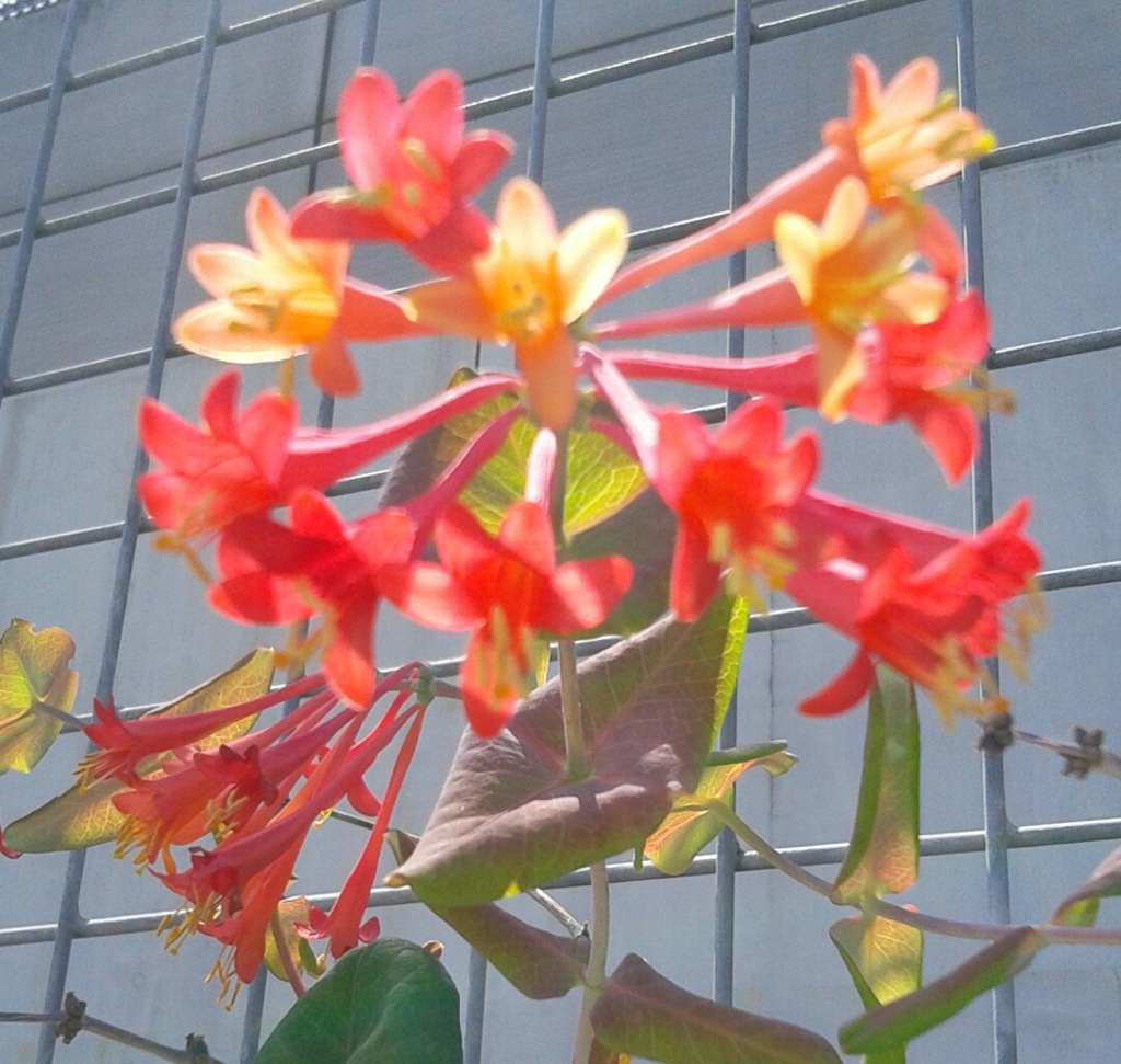 ｢ﾂｷﾇｷﾆﾝﾄﾞｳ｣花