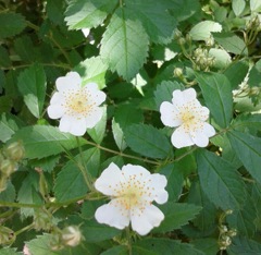 ｢ﾉﾊﾞﾗ｣花