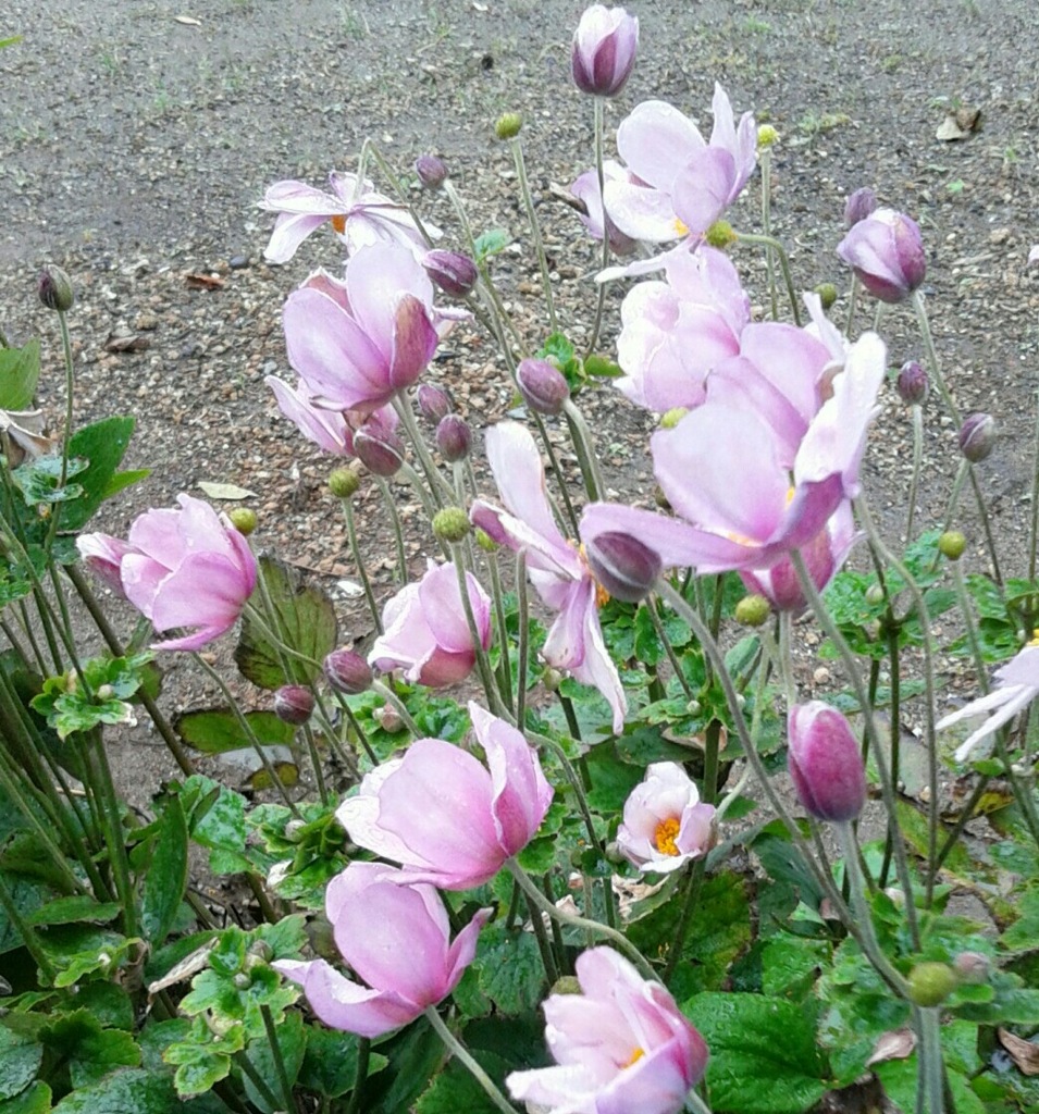 ｢ｼｭｳﾒｲｷﾞｸ｣花