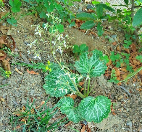 ｢ﾕｷﾉｼﾀ｣花