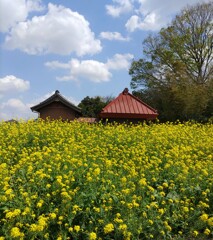 ｢ｱﾌﾞﾗﾅ｣花