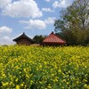 ｢ｱﾌﾞﾗﾅ｣花