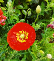 ｢ﾎﾟﾋﾟｰ｣花