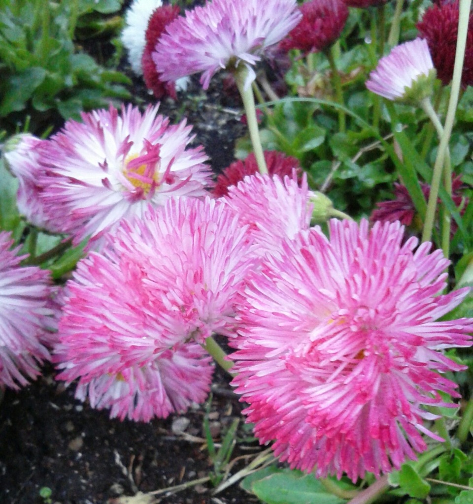 ｢ﾋﾅｷﾞｸ｣花