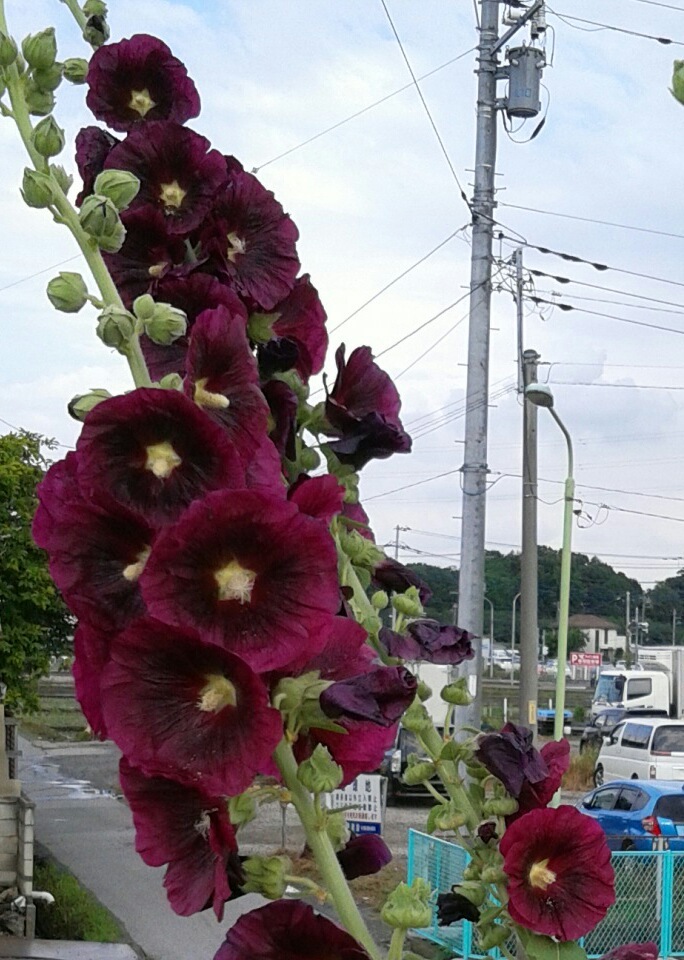 ｢ﾀﾁｱｵｲ｣花